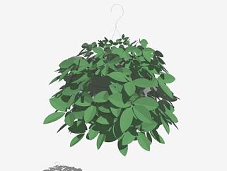 3D悬挂盆栽植物SU模型下载_sketchup草图大师SKP模型