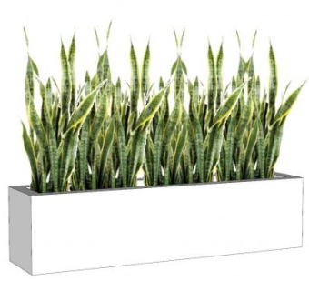 虎尾兰观赏盆栽SU模型下载_sketchup草图大师SKP模型