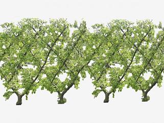 墙树树篱笆植物SU模型下载_sketchup草图大师SKP模型