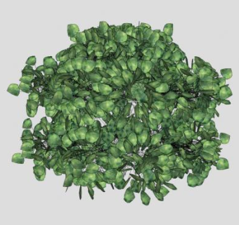 绿叶观叶灌木植物SU模型下载_sketchup草图大师SKP模型