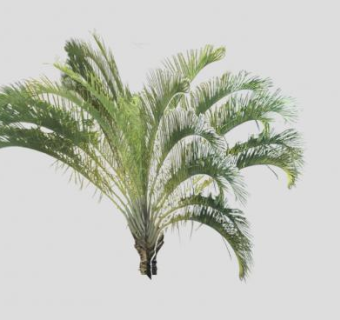 立体棕榈树SU模型下载_sketchup草图大师SKP模型