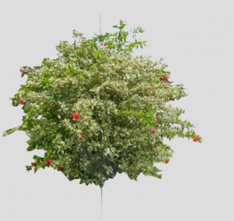 红玫瑰花灌木植物SU模型下载_sketchup草图大师SKP模型