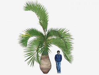 沿海棕榈植物SU模型下载_sketchup草图大师SKP模型