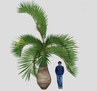 沿海棕榈植物SU模型下载_sketchup草图大师SKP模型
