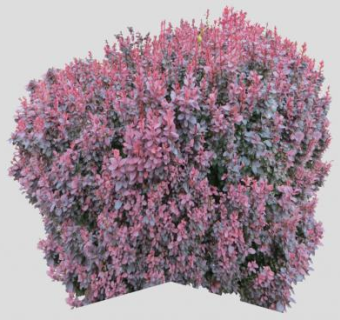 紫红色灌观叶木植物SU模型下载_sketchup草图大师SKP模型