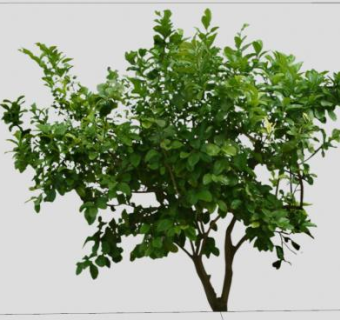 小型木本灌木SU模型下载_sketchup草图大师SKP模型