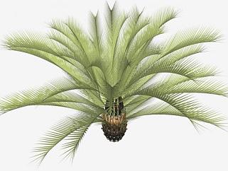 热带植物棕榈植物SU模型下载_sketchup草图大师SKP模型