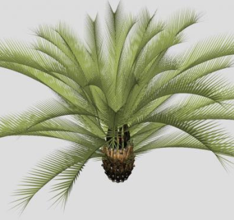热带植物棕榈植物SU模型下载_sketchup草图大师SKP模型