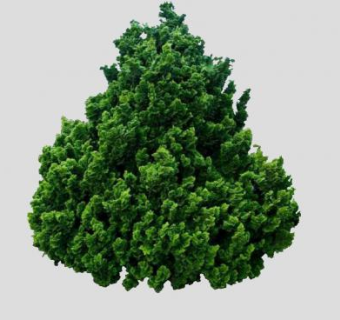 扁柏属植物SU模型下载_sketchup草图大师SKP模型