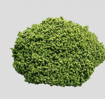 挪威云杉植物SU模型下载_sketchup草图大师SKP模型