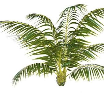 观赏棕榈树SU模型下载_sketchup草图大师SKP模型