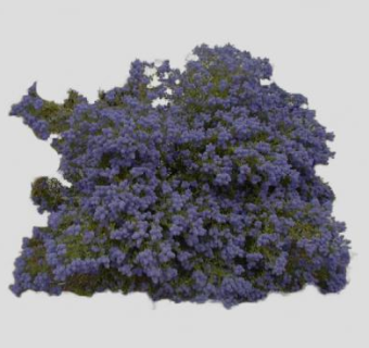 鼠李灌木植物SU模型下载_sketchup草图大师SKP模型