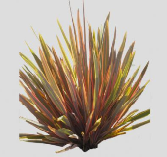 2D新西兰麻植物SU模型下载_sketchup草图大师SKP模型