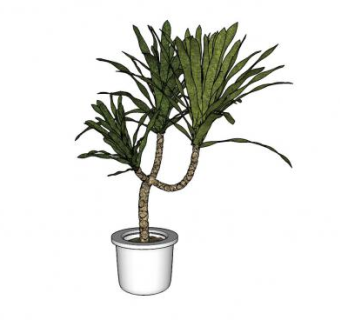 现代盆栽观赏木本植物SU模型下载_sketchup草图大师SKP模型