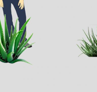 芦荟属多年生草本植物SU模型下载_sketchup草图大师SKP模型