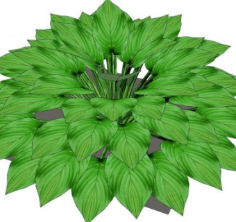 蒙大拿玉簪属草本植物SU模型下载_sketchup草图大师SKP模型