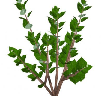 3D木本植物SU模型下载_sketchup草图大师SKP模型