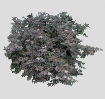 欧洲接骨木属植物SU模型下载_sketchup草图大师SKP模型