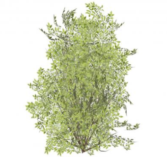 常绿阔叶灌木植物SU模型下载_sketchup草图大师SKP模型