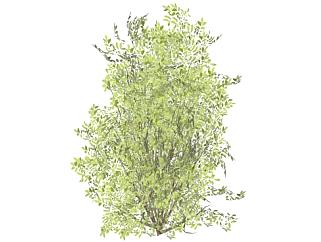 常绿阔叶灌木植物SU模型下载_sketchup草图大师SKP模型