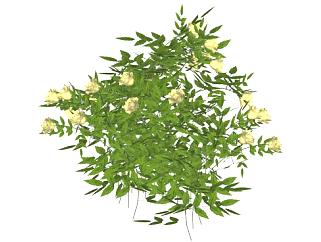 黄色玫瑰灌木植物SU模型下载_sketchup草图大师SKP模型