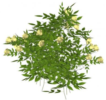 黄色玫瑰灌木植物SU模型下载_sketchup草图大师SKP模型