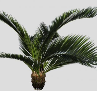 琉球苏铁常绿植物SU模型下载_sketchup草图大师SKP模型