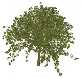 中型常绿乔木植物SU模型下载_sketchup草图大师SKP模型