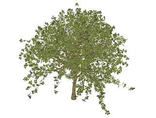 中型常绿乔木植物SU模型下载_sketchup草图大师SKP模型