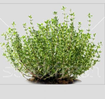 百里香灌木植物SU模型下载_sketchup草图大师SKP模型