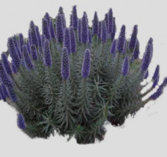 篮蓟属灌木植物SU模型下载_sketchup草图大师SKP模型