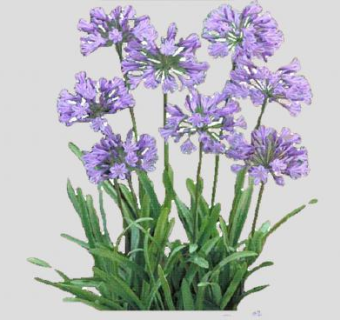 紫色开花草本植物SU模型下载_sketchup草图大师SKP模型