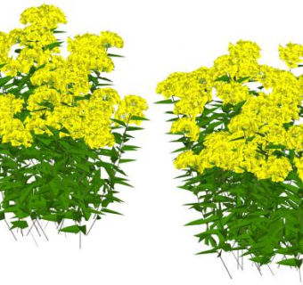 黄色开花植物SU模型下载_sketchup草图大师SKP模型
