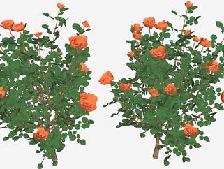 橙色玫瑰灌木植物SU模型下载_sketchup草图大师SKP模型