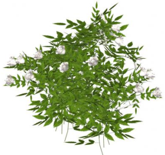 白色玫瑰灌木植物SU模型下载_sketchup草图大师SKP模型