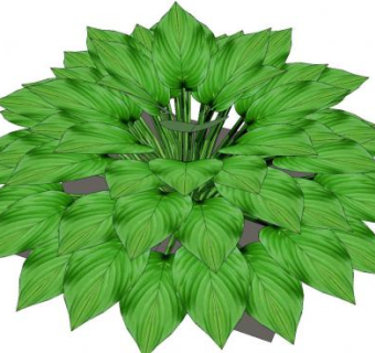 玉簪属多年生草本植物SU模型下载_sketchup草图大师SKP模型