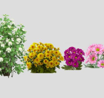 多种类菊花属植物SU模型下载_sketchup草图大师SKP模型