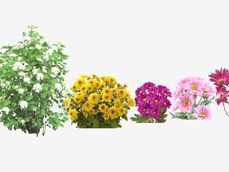 多种类菊花属植物SU模型下载_sketchup草图大师SKP模型
