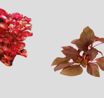 红菠菜草本植物SU模型下载_sketchup草图大师SKP模型