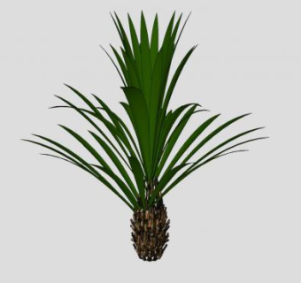 景观设计观赏植物SU模型下载_sketchup草图大师SKP模型