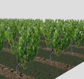 葡萄园种植灌木SU模型下载_sketchup草图大师SKP模型