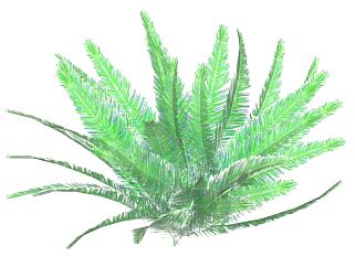 3D<em>蕨类</em>植物SU模型下载_sketchup草图大师SKP模型