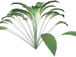 大型常绿观叶植物SU模型下载_sketchup草图大师SKP模型