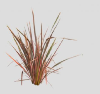 2D新西兰麻SU模型下载_sketchup草图大师SKP模型