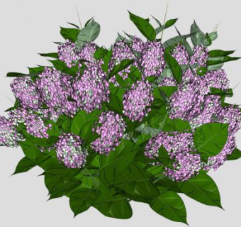 紫丁香落叶灌木植物SU模型下载_sketchup草图大师SKP模型