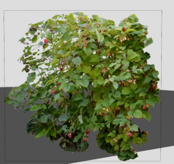 树莓直立灌木SU模型下载_sketchup草图大师SKP模型