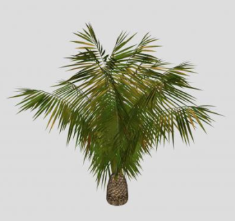 中型热带观赏棕榈树SU模型下载_sketchup草图大师SKP模型