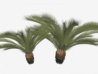 两棵观赏<em>棕榈</em>植物SU模型下载_sketchup草图大师SKP模型