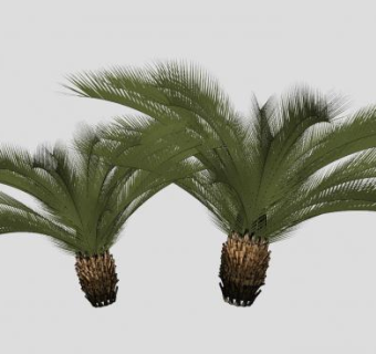 两棵观赏棕榈植物SU模型下载_sketchup草图大师SKP模型