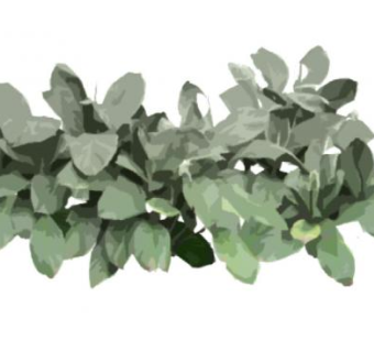 绵毛水苏植物SU模型下载_sketchup草图大师SKP模型